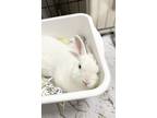 Adopt Marshmallow a White Dwarf / Mini Lop / Mixed (short coat) rabbit in