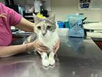 Adopt Calypso a Gray or Blue Domestic Shorthair / Domestic Shorthair / Mixed cat