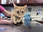 Adopt Gage a Orange or Red Domestic Shorthair / Domestic Shorthair / Mixed cat