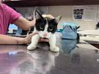 Adopt Gwen a All Black Domestic Shorthair / Domestic Shorthair / Mixed cat in