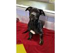 Adopt Dash a Black Terrier (Unknown Type, Small) / Mixed dog in Longview