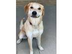 Adopt Dandelion a Tan/Yellow/Fawn Retriever (Unknown Type) / Great Pyrenees /