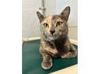 Adopt Bobette a Gray or Blue Domestic Shorthair / Domestic Shorthair / Mixed cat