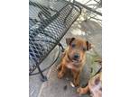 Adopt Buddy a Red/Golden/Orange/Chestnut Mixed Breed (Large) / Mixed dog in