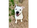 Adopt Adonis a White American Pit Bull Terrier / Mixed Breed (Medium) / Mixed