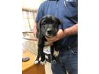 Adopt Leon 30195 a Black Labrador Retriever dog in Joplin, MO (41421269)