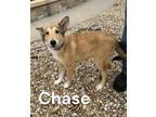 Adopt Chase 30161 a Gray/Blue/Silver/Salt & Pepper Collie / Husky dog in Joplin