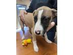 Adopt Skeeter 30135 a Tan/Yellow/Fawn Pit Bull Terrier dog in Joplin