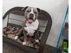 Adopt Lacey a Brown/Chocolate - with White Pit Bull Terrier / Mixed dog in