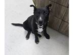 Adopt Fig a Black Mixed Breed (Medium) / Mixed Breed (Medium) / Mixed (short