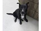 Adopt Fig a Black Mixed Breed (Medium) / Mixed dog in Savannah, TN (41421340)