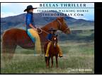 Meet Bellas Thriller Registered Tennessee Walking Mare - Available on