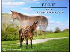 Meet Ellie Gaited Bay Mule Mare - Available on [url removed]