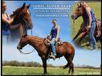 Meet Limi Registered Missouri Foxtrotter Mare - Available on [url removed]