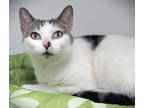 Adopt Tinkerbell a White Domestic Shorthair / Domestic Shorthair / Mixed cat in