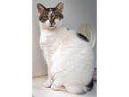 Adopt Mama a White Domestic Shorthair / Domestic Shorthair / Mixed cat in