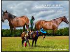 Meet Sapphire Bay Quarter Horse Mare - Available on [url removed]