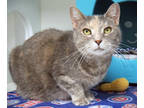 Adopt Rory a Gray or Blue Domestic Shorthair / Domestic Shorthair / Mixed cat in