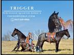 Meet Trigger Registered Blue Roan Percheron Quarter X Gelding - Available on