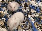 Adopt JANE a Hamster (medium coat) small animal in Tustin, CA (41411275)
