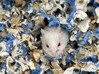 Adopt JACE a Hamster (medium coat) small animal in Tustin, CA (41411274)