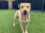 Adopt BRONX a Labrador Retriever / Pit Bull Terrier / Mixed dog in Tustin