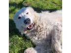 Adopt Lucky a Great Pyrenees / Mixed dog in Castlegar, BC (41421413)