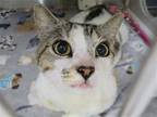 Adopt BILBO a Brown or Chocolate Domestic Mediumhair / Mixed (medium coat) cat