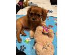 Adopt Sunny a Red/Golden/Orange/Chestnut - with White Cavalier King Charles