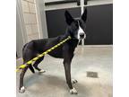 Adopt Yuki a Basenji / Mixed dog in Des Moines, IA (41421029)