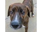 Adopt Donovan a American Pit Bull Terrier / Mixed dog in Des Moines