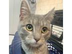 Adopt Nesta a Domestic Shorthair / Mixed cat in Des Moines, IA (41421024)