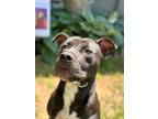 Adopt Jackson a Pit Bull Terrier / Mixed dog in Norman, OK (41266744)