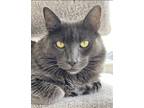 Adopt Jose a Gray or Blue Domestic Mediumhair / Mixed (medium coat) cat in