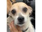Adopt King a Terrier (Unknown Type, Medium) / Mixed dog in Pomona, CA (41421014)