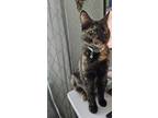 Adopt Laurel a Tortoiseshell Domestic Shorthair / Mixed (medium coat) cat in