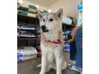 Adopt Sherman* a Siberian Husky / German Shepherd Dog / Mixed dog in Pomona