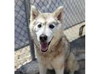 Adopt Sherman* a Siberian Husky / German Shepherd Dog / Mixed dog in Pomona