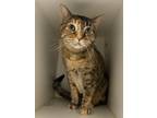 Adopt Ella a Domestic Shorthair / Mixed cat in Topeka, KS (41420998)