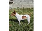 Adopt Lil Bit a Tan/Yellow/Fawn - with White Jack Russell Terrier / Mixed dog in