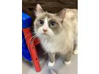 Adopt Lauren Bacat a Siamese / Mixed cat in Topeka, KS (41420996)