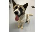Adopt Chai a Akita / Mixed dog in Topeka, KS (41420995)