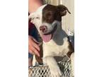 Adopt Hush Puppy a White - with Red, Golden, Orange or Chestnut Miniature