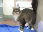 Adopt DIESEL a Brown or Chocolate Domestic Mediumhair / Mixed (medium coat) cat