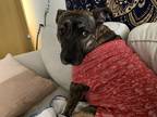 Adopt Faye a Brindle - with White American Pit Bull Terrier / Mountain Cur /