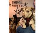 Adopt remi a Brown/Chocolate - with Tan Beagle / Mixed dog in lackey
