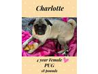 Adopt CHARLOTTE- 4 YEAR FEMALE PUG a Tan/Yellow/Fawn - with Black Pug / Mixed