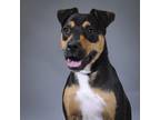 Adopt Jerimo a Doberman Pinscher / Mixed dog in Houston, TX (41420890)