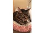 Adopt Phil a Gray or Blue (Mostly) Tabby / Mixed (medium coat) cat in Phoenix