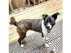 Adopt Marvin a Tricolor (Tan/Brown & Black & White) Shiba Inu / Mixed dog in